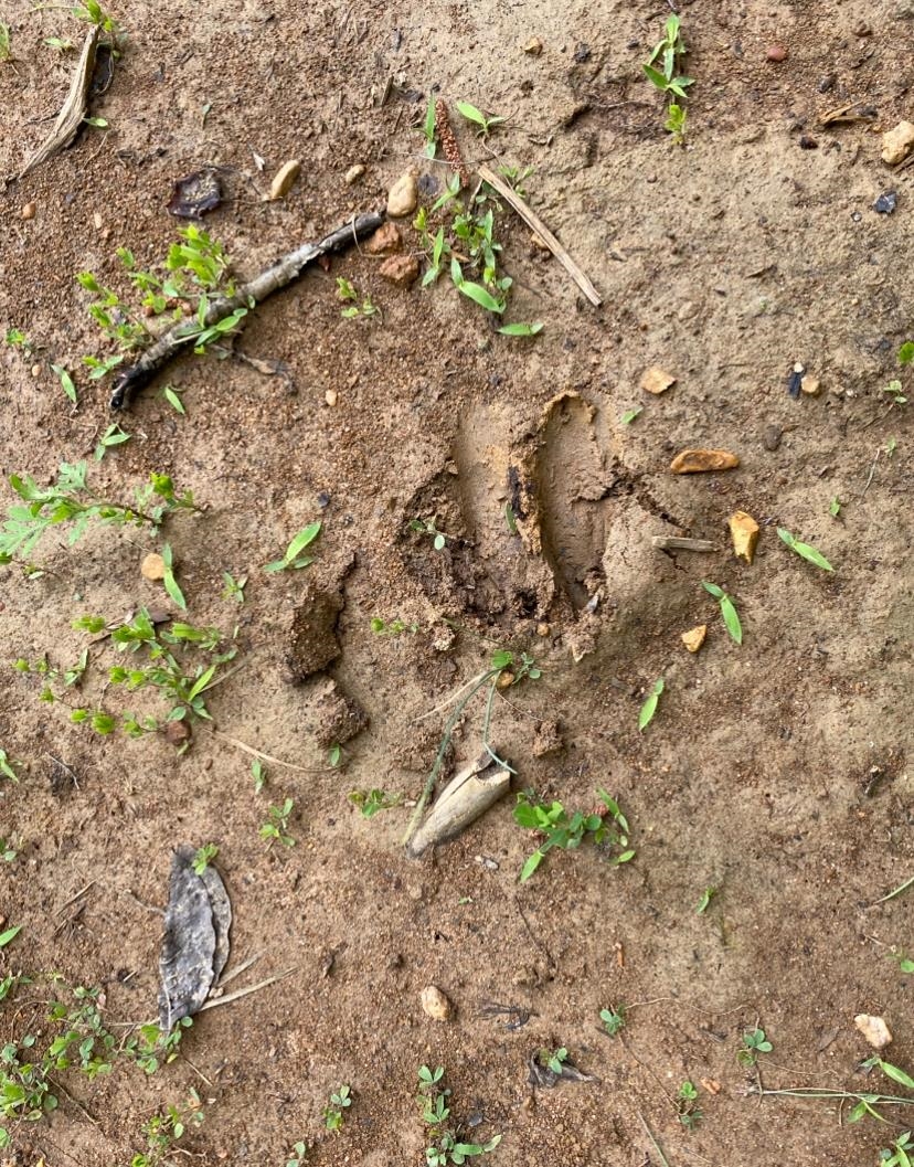 330 Lick Creek Road Michie, TN 38357 - Photo 17 of 23