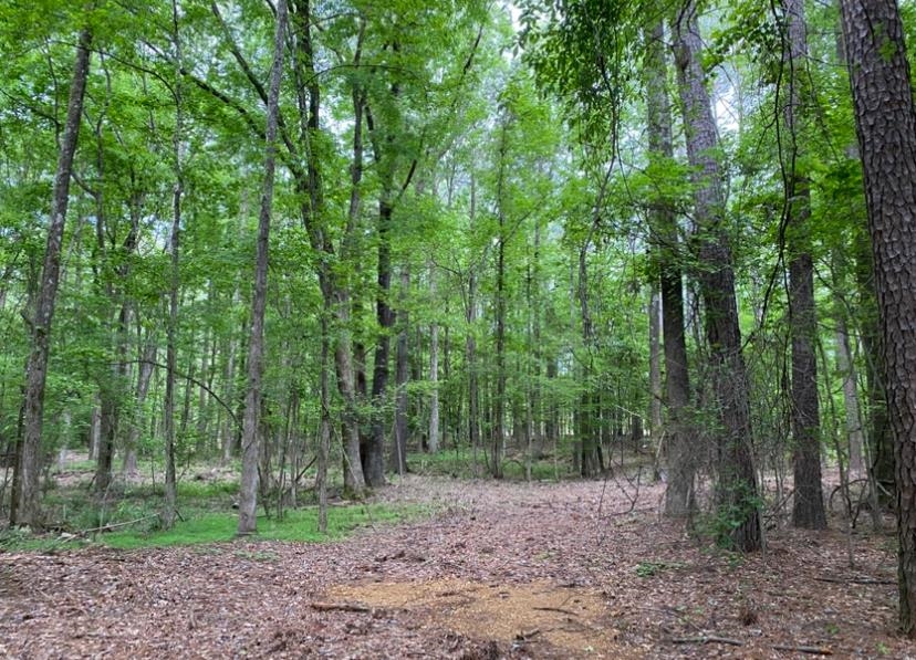 330 Lick Creek Road Michie, TN 38357 - Photo 4 of 23 a view of a forest