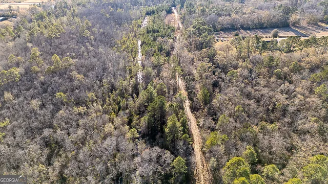 a view of a forest with a tree