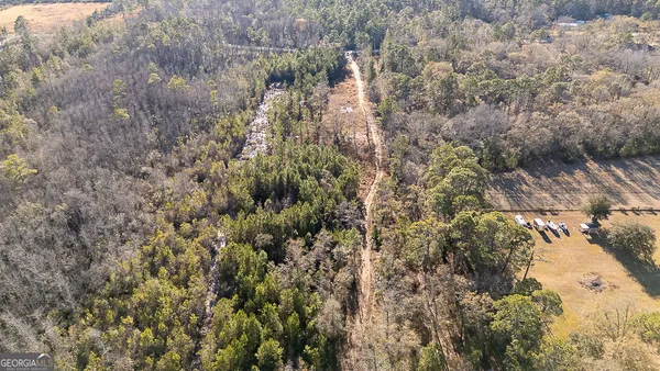a view of a forest with a tree
