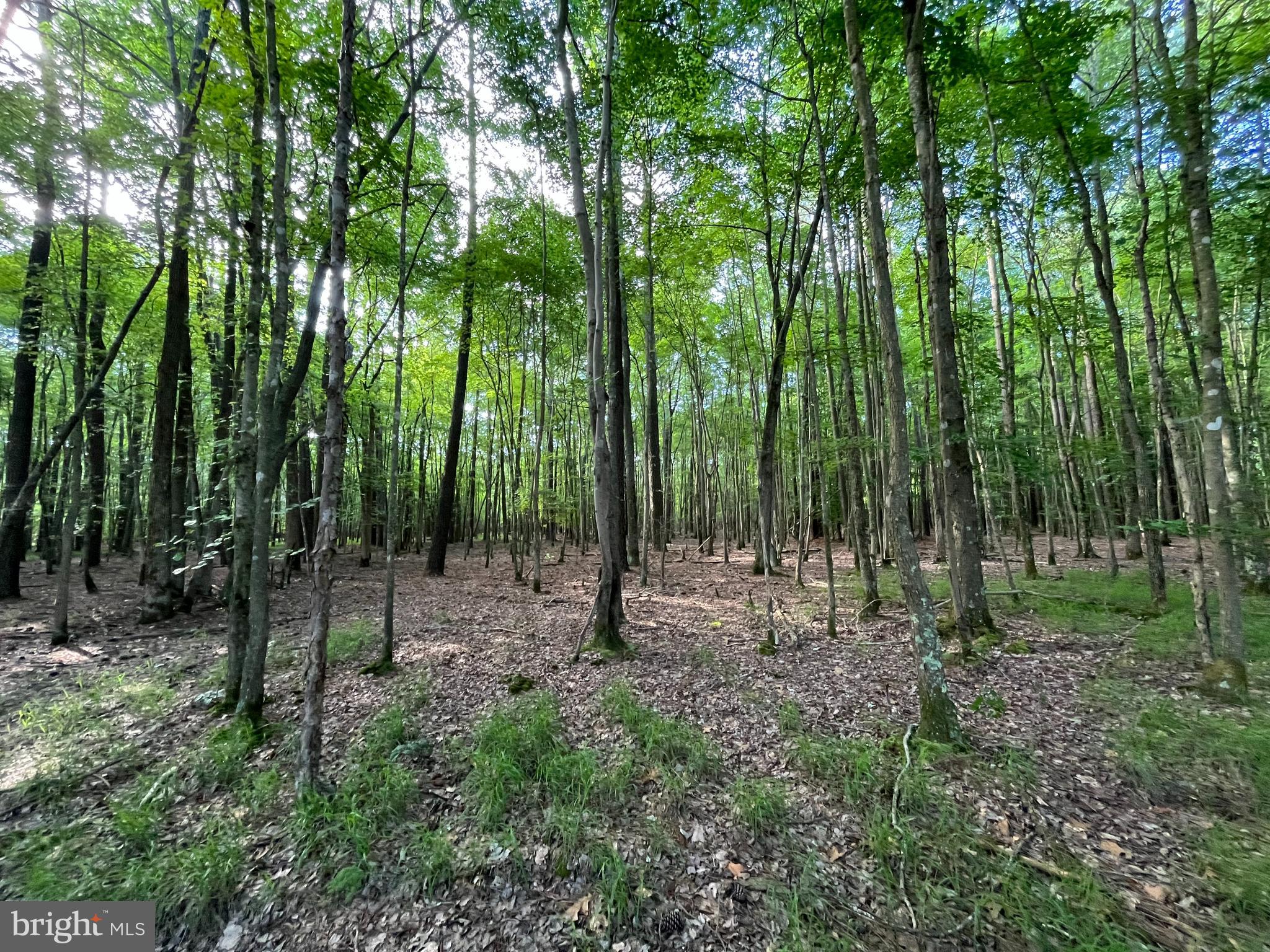 0 Stanford Road, Unit PARCEL 303 Crisfield, MD 21817 - Photo 12 of 47 Gallery Image 12