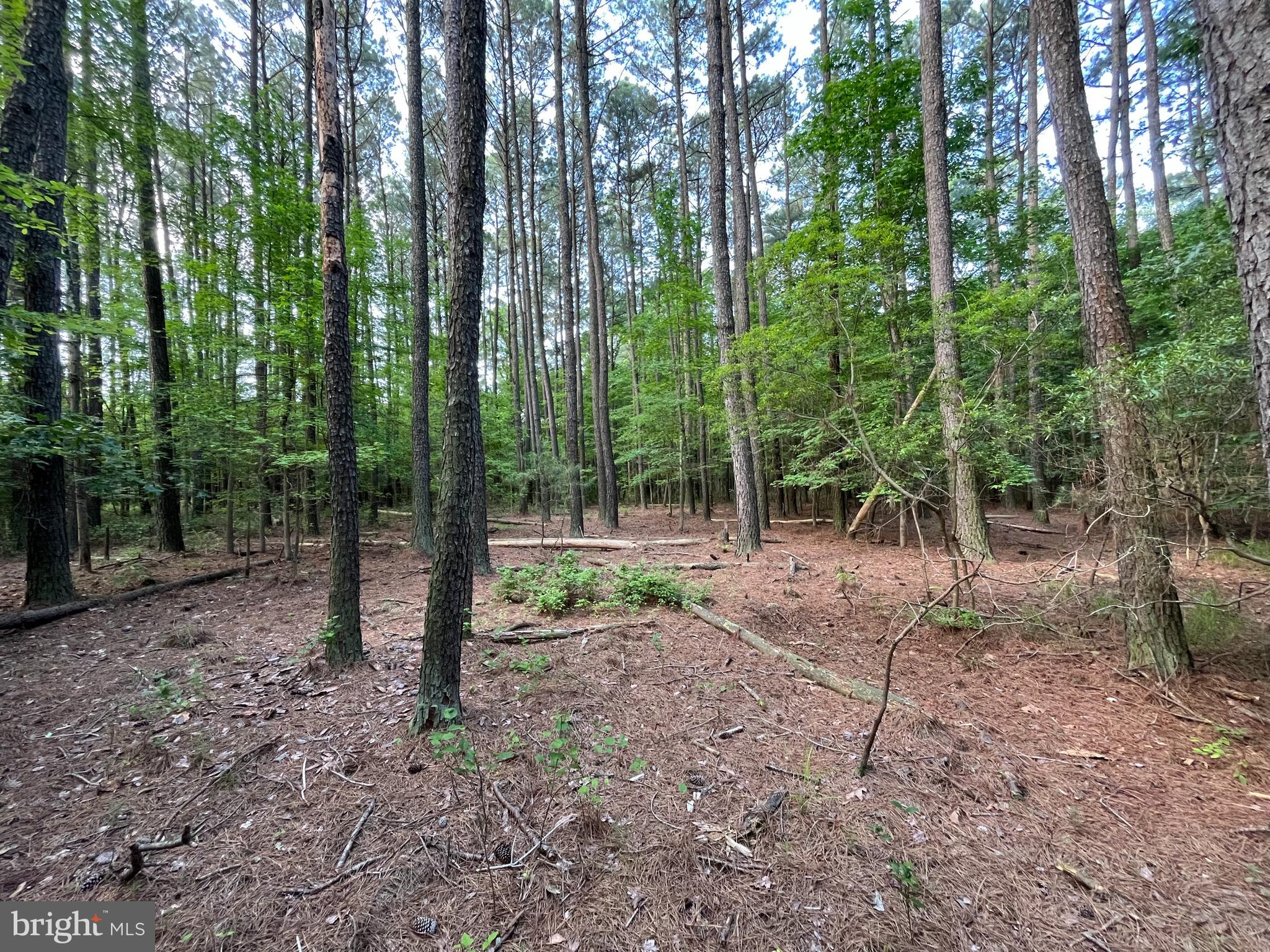 0 Stanford Road, Unit PARCEL 303 Crisfield, MD 21817 - Photo 21 of 47 Gallery Image 21