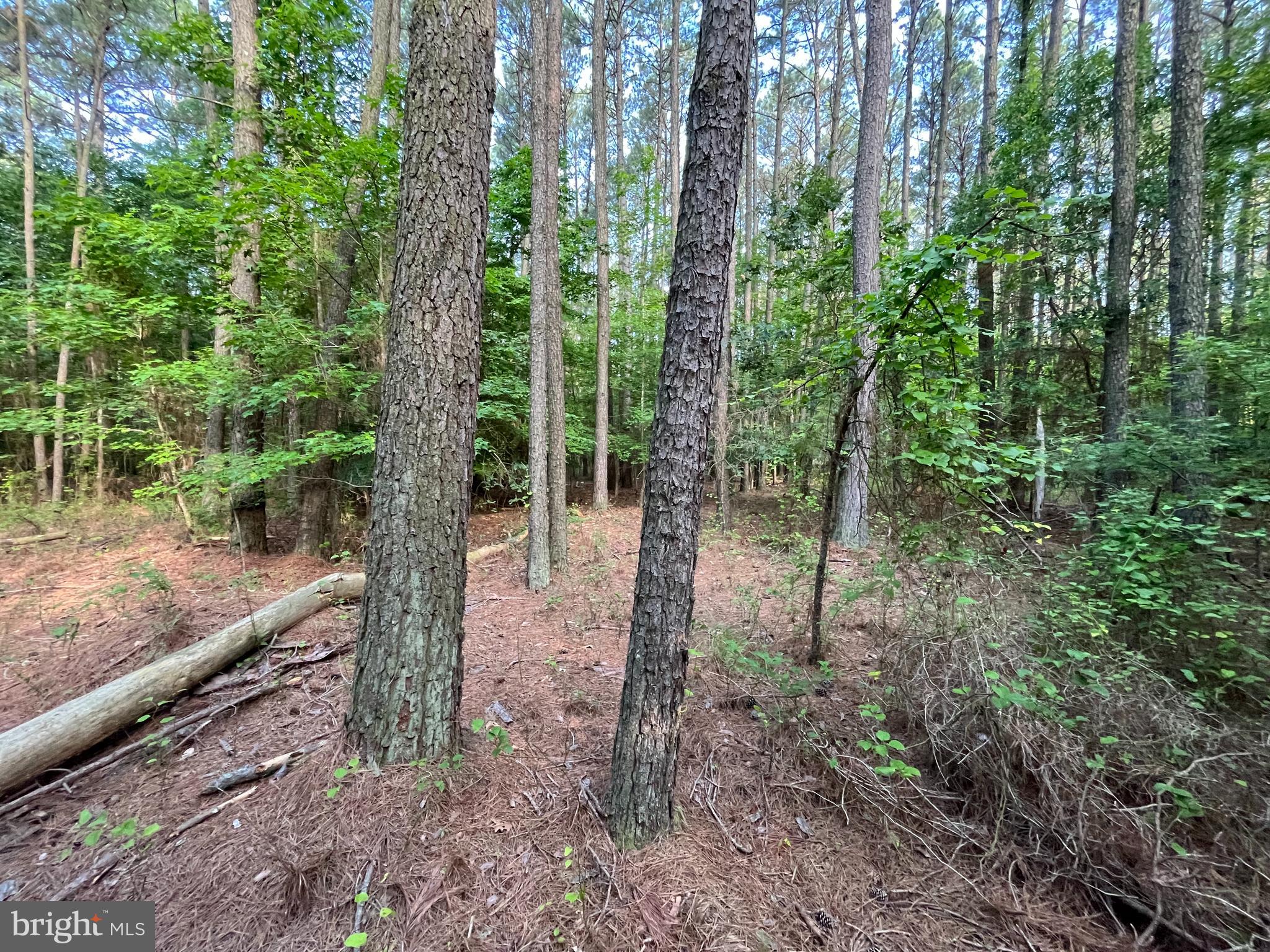 0 Stanford Road, Unit PARCEL 303 Crisfield, MD 21817 - Photo 23 of 47 Gallery Image 23