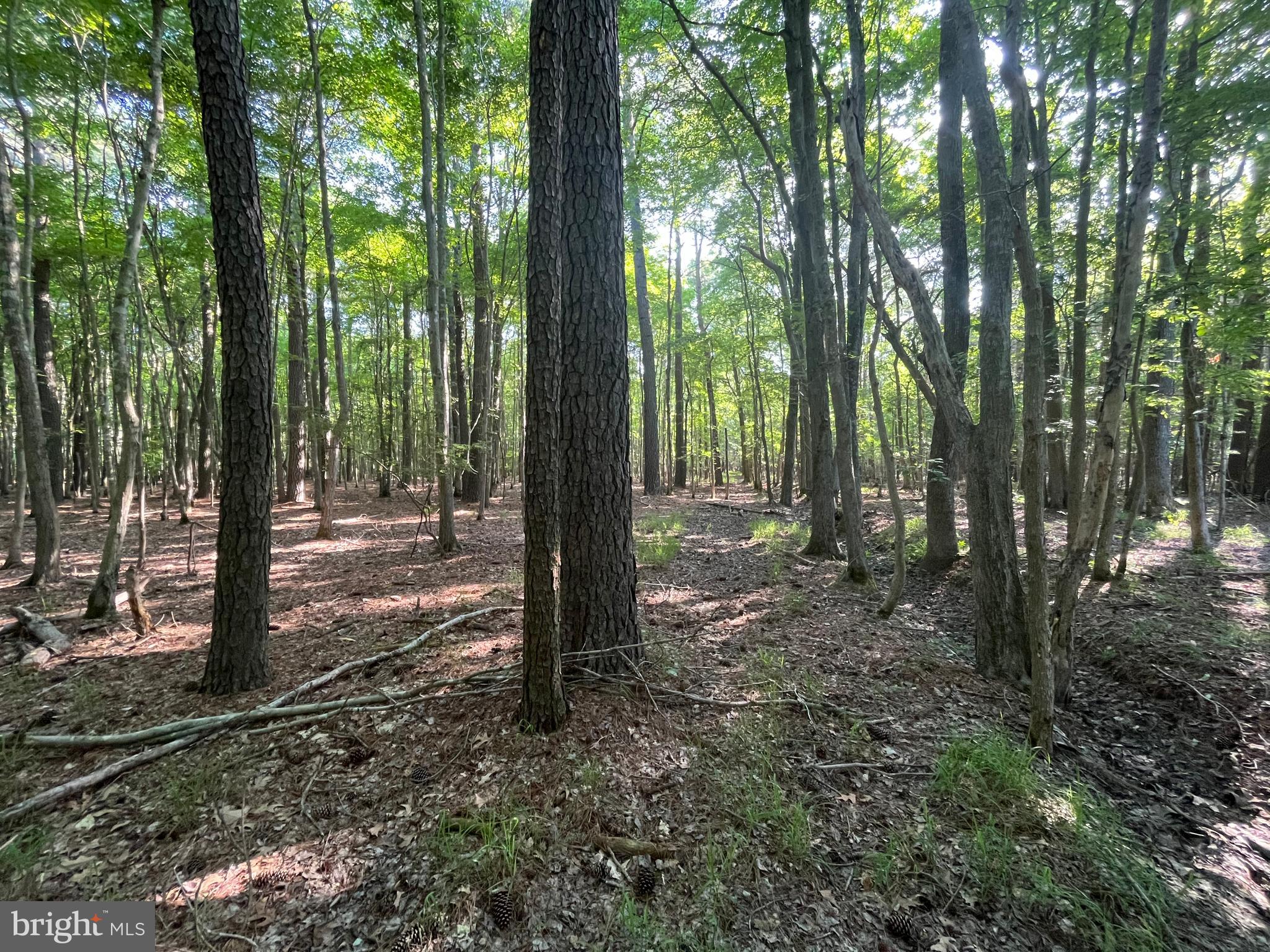 0 Stanford Road, Unit PARCEL 303 Crisfield, MD 21817 - Photo 39 of 47 Gallery Image 39