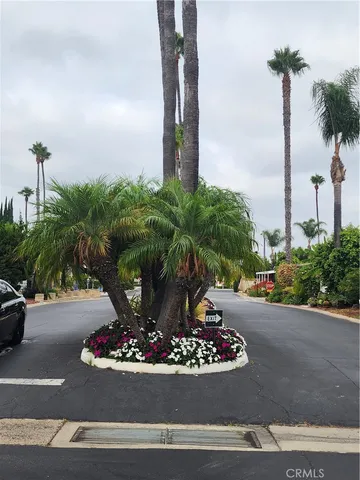 a close up of a palm tree
