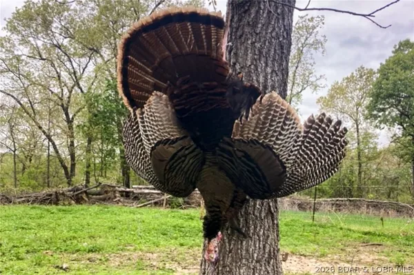 $212,000 | Tbd 46.53-ac Tbd 46.53-ac Highway, Versailles, MO 65084