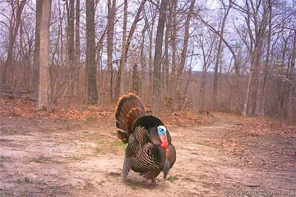 $212,000 | Tbd 46.53-ac Tbd 46.53-ac Highway, Versailles, MO 65084