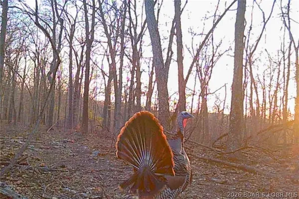 $212,000 | Tbd 46.53-ac Tbd 46.53-ac Highway, Versailles, MO 65084