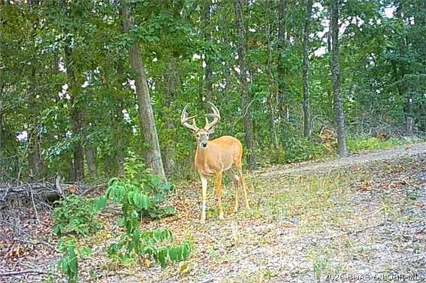 $212,000 | Tbd 46.53-ac Tbd 46.53-ac Highway, Versailles, MO 65084