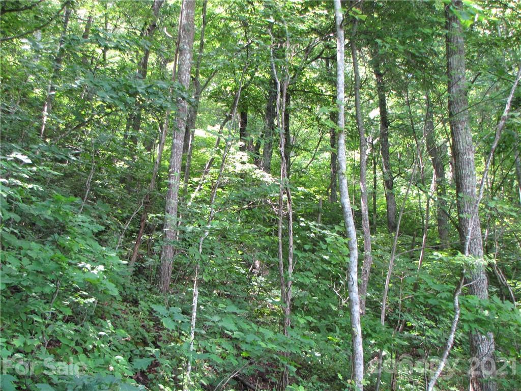 99 Howland Road, Unit 24 Asheville, NC 28804 - Photo 9 of 19 Gallery Image 9
