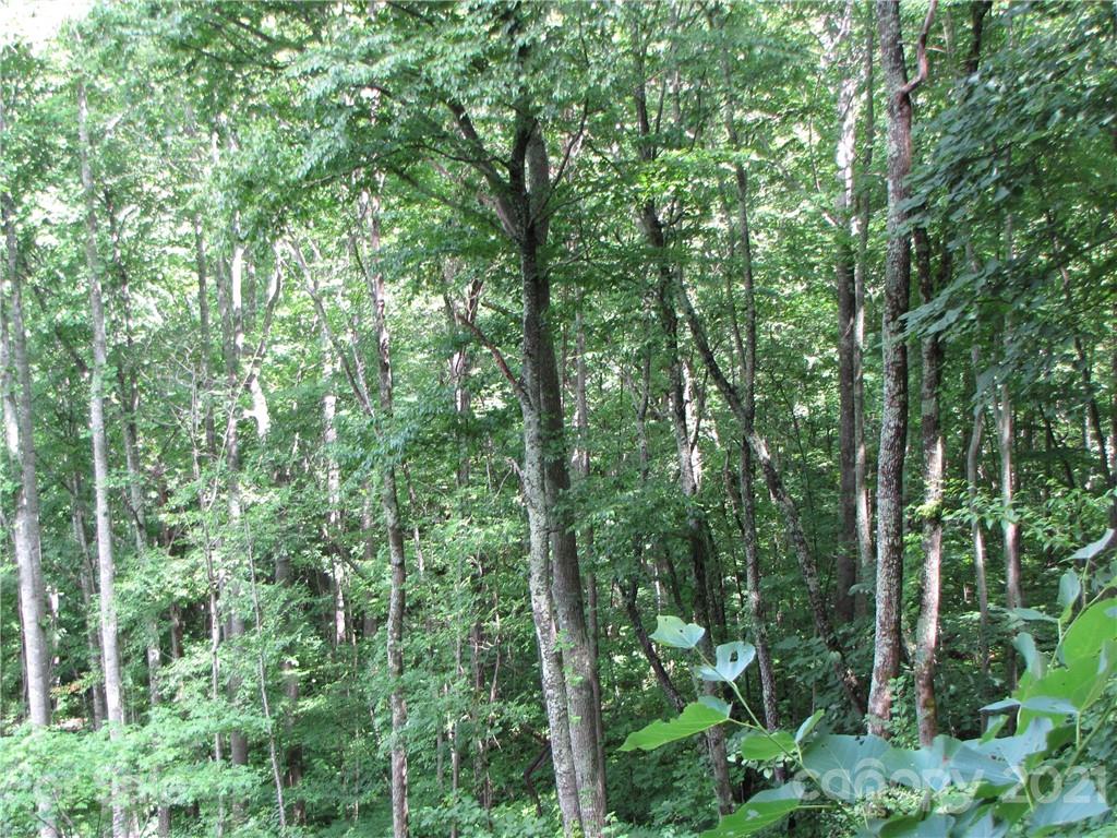 99 Howland Road, Unit 24 Asheville, NC 28804 - Photo 10 of 19 Gallery Image 10