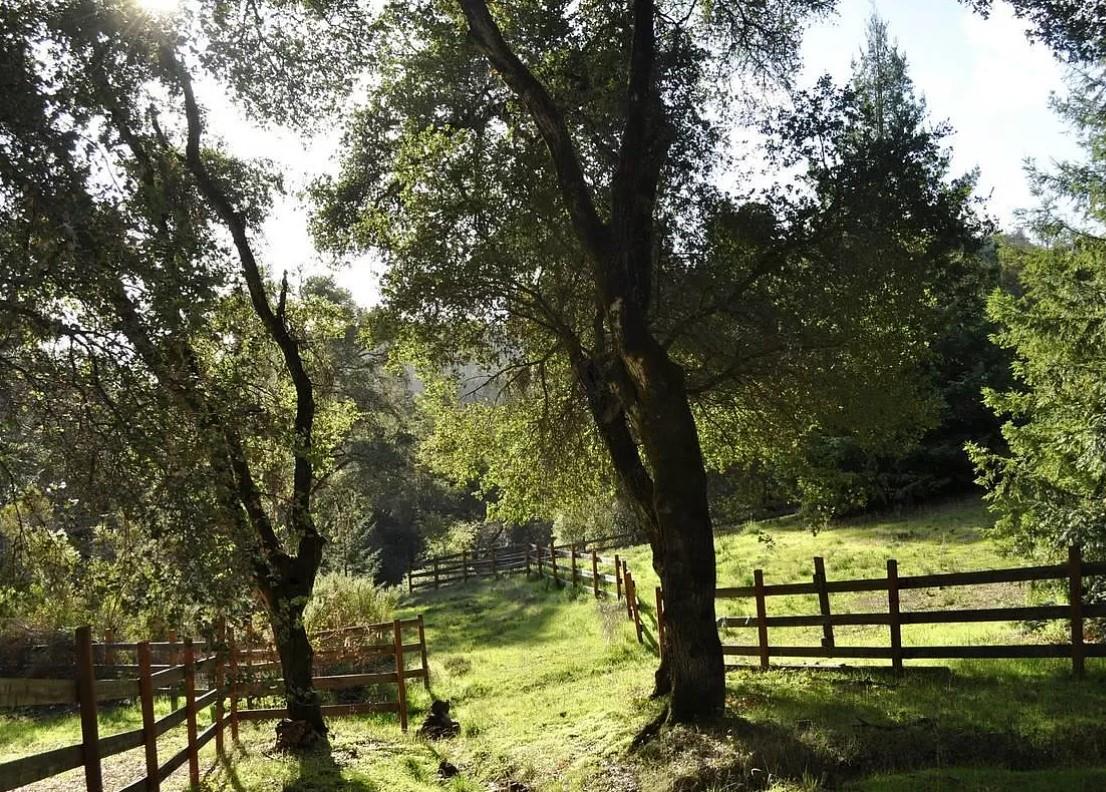 9000 Lompico Road Felton, CA 95018 - Photo 26 of 28 a view of park with a tree