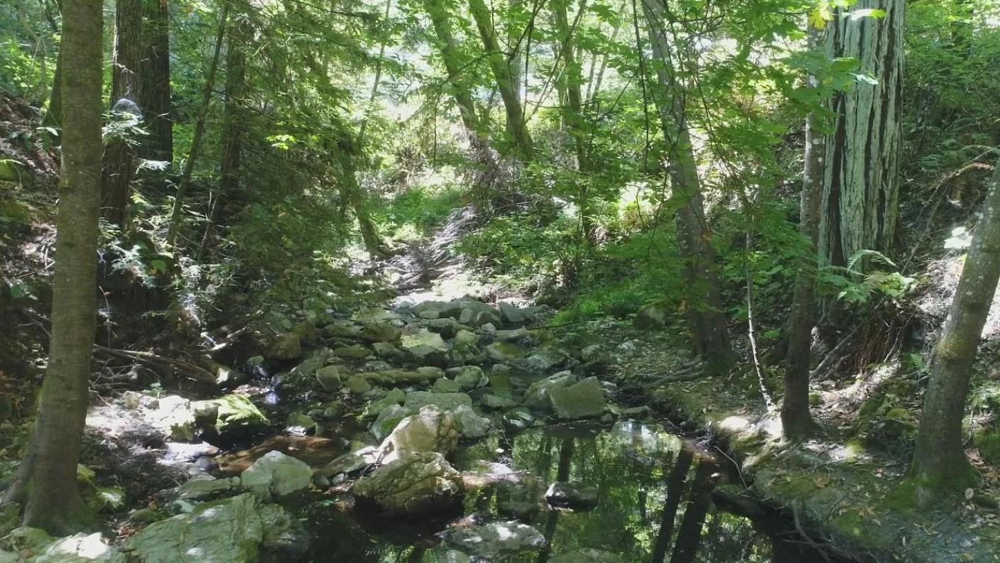 9000 Lompico Road Felton, CA 95018 - Photo 27 of 28 a view of a tree in a yard