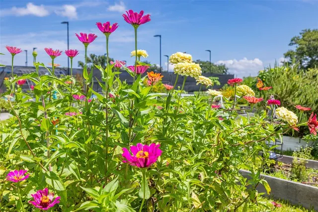 $1,650 | 946 Virginia Street, Unit 207, Dunedin, FL 34698