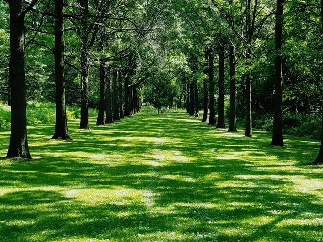 2S567 White Birch Lane Wheaton, IL 60189 - Photo 31 of 31 a grassy field with trees in the background