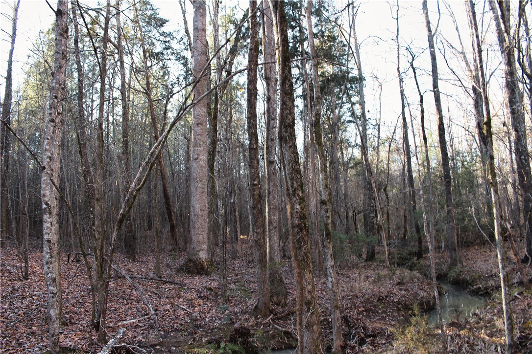 0 Rushville Road Bradley, SC 29819 - Photo 12 of 28