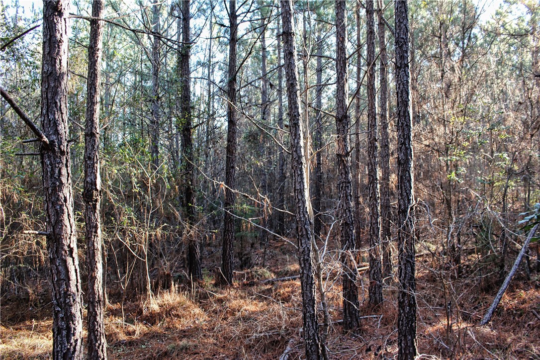 0 Rushville Road Bradley, SC 29819 - Photo 14 of 28