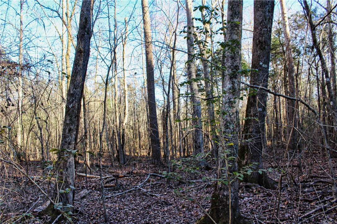 0 Rushville Road Bradley, SC 29819 - Photo 21 of 28