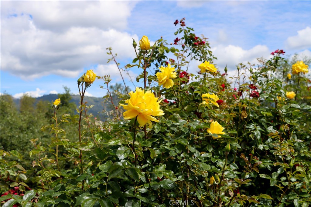 5603 Clouds Rest Mariposa, CA 95338 - Photo 57 of 75 Rose Gardens