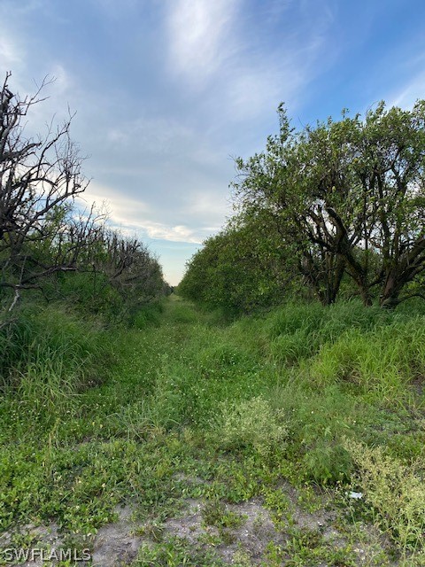 2 (sears Road LaBelle, FL 33935 - Photo 6 of 25 a view of a big yard with plants and large trees