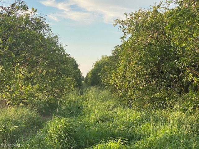 2 (sears Road LaBelle, FL 33935 - Photo 9 of 25 a view of a lush green forest