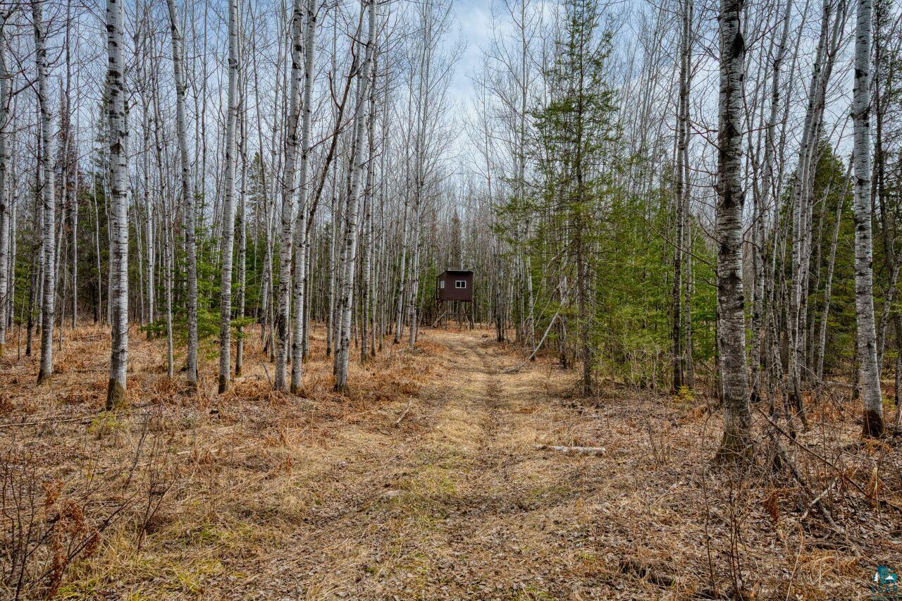 5303 Markham Road Makinen, MN 55763 - Photo 25 of 36 View of nature with a wooded view
