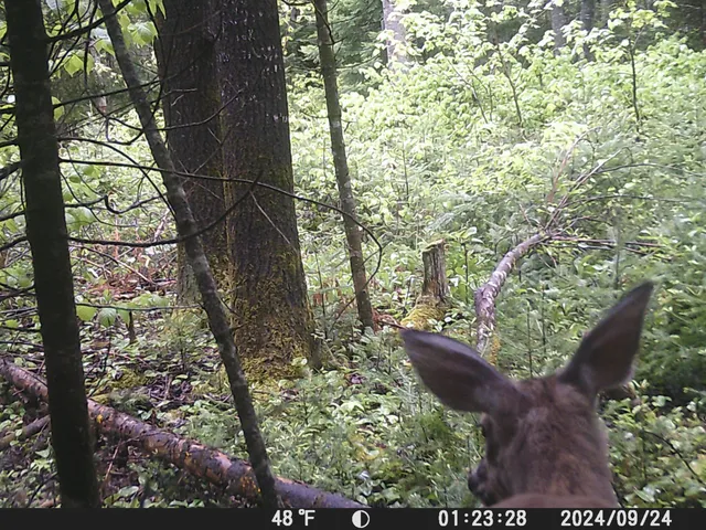 $199,000 | Lot #3 Pleine Road, St. Agatha, ME 04772