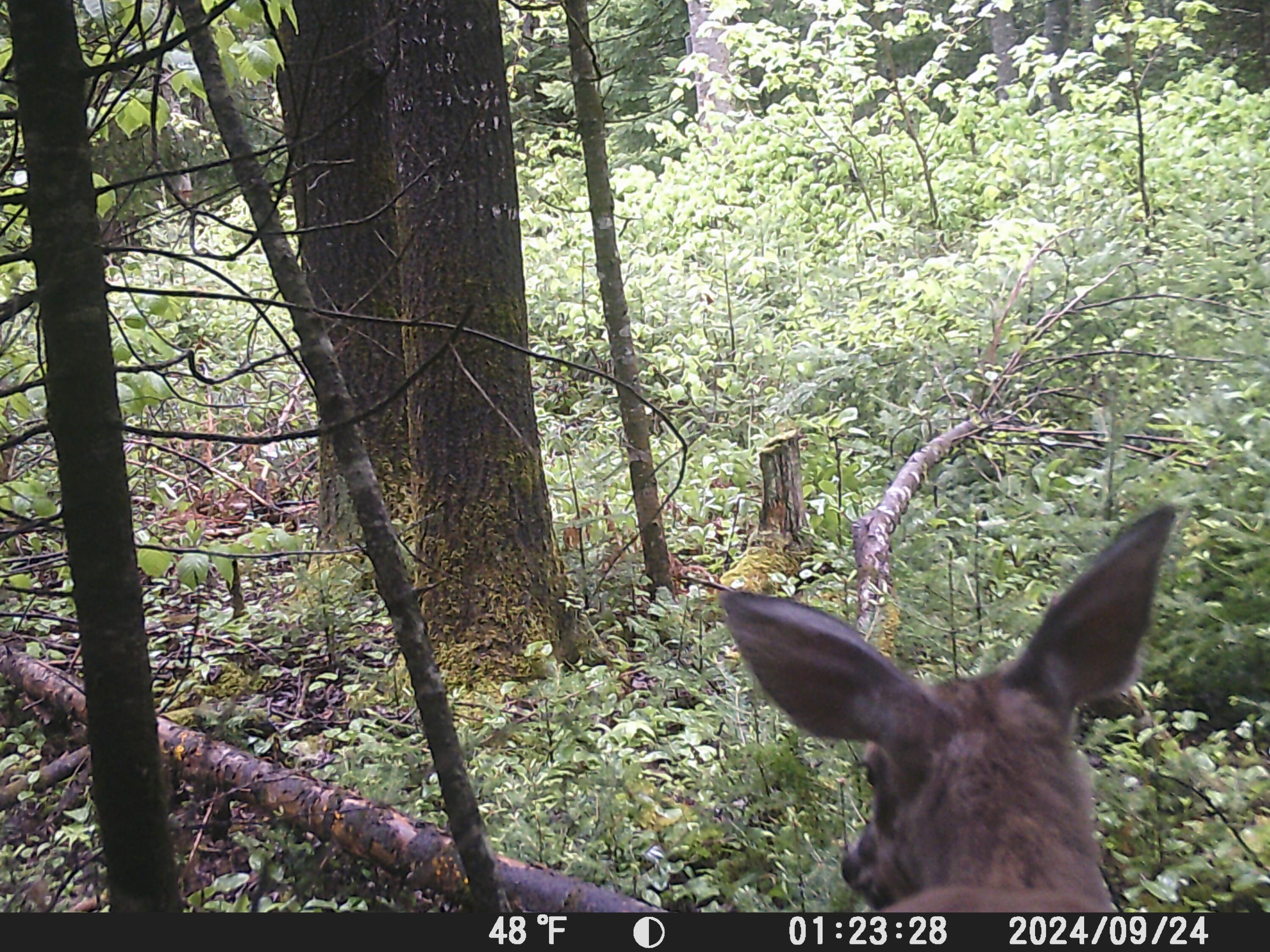 Lot #3 Pleine Road St. Agatha, ME 04772 - Photo 26 of 32 DSCF0263