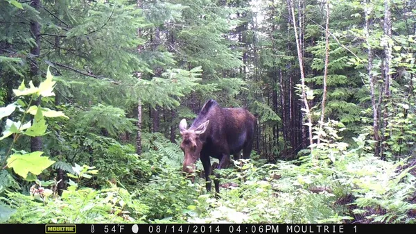 $199,000 | Lot #3 Pleine Road, St. Agatha, ME 04772