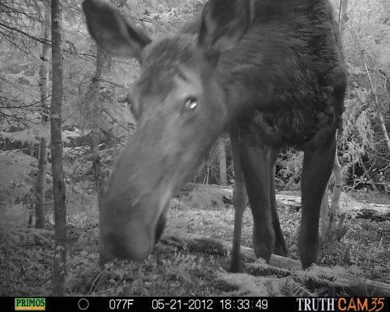 $199,000 | Lot #3 Pleine Road, St. Agatha, ME 04772