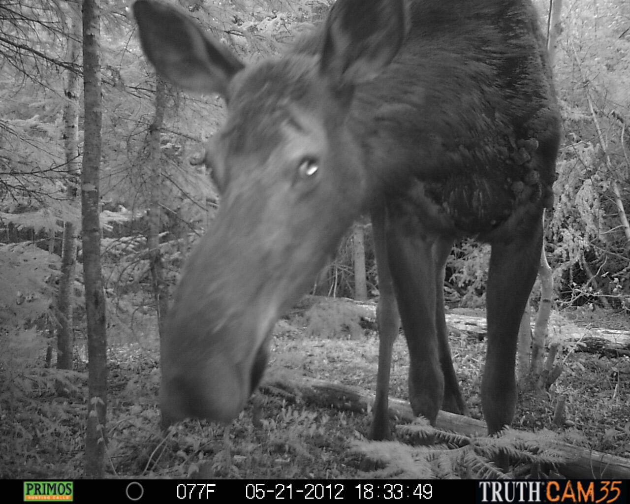 Lot #3 Pleine Road St. Agatha, ME 04772 - Photo 29 of 32 PRMS0604