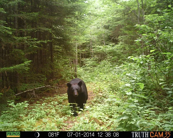 $199,000 | Lot #3 Pleine Road, St. Agatha, ME 04772