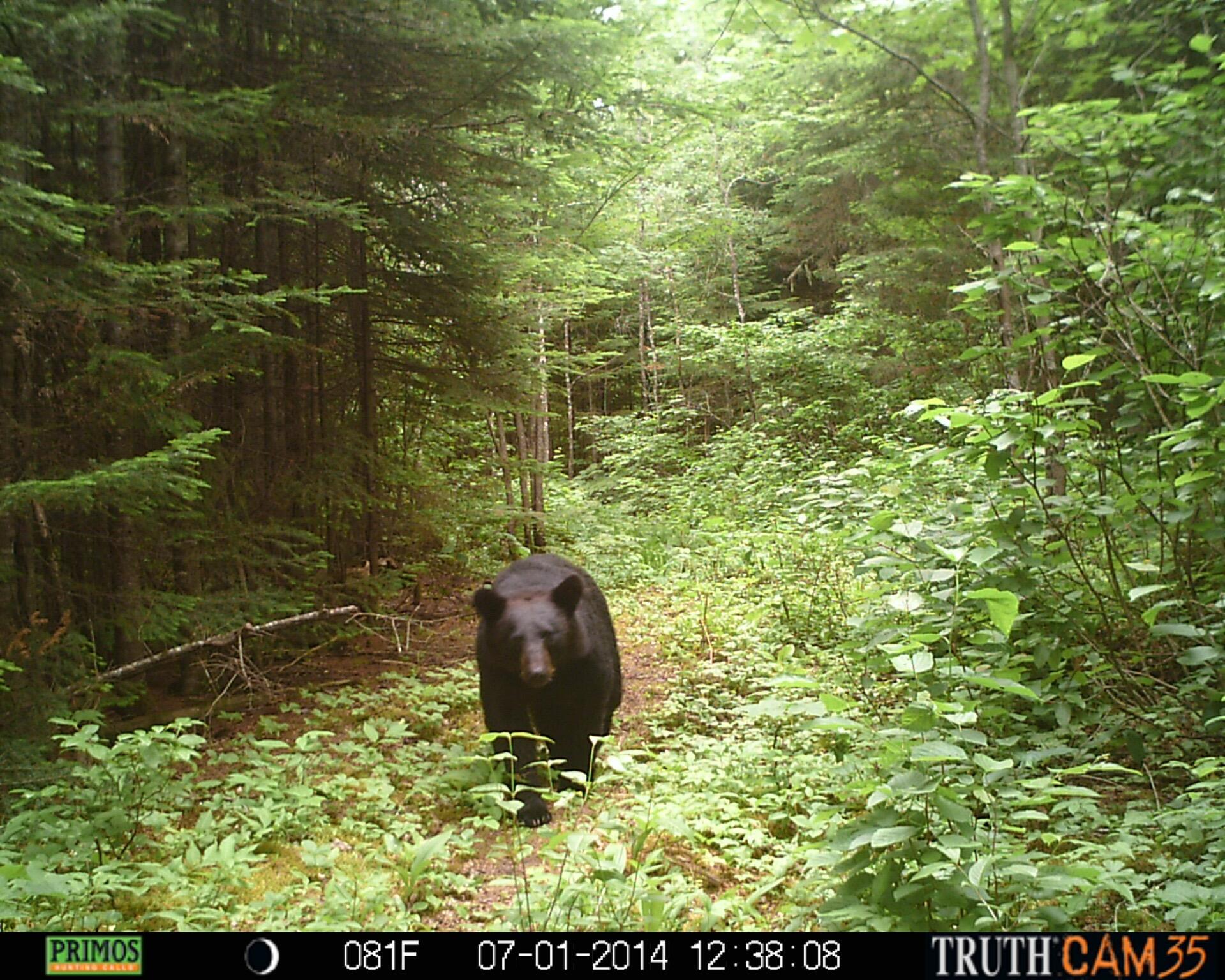 Lot #3 Pleine Road St. Agatha, ME 04772 - Photo 31 of 32 PRMS0131