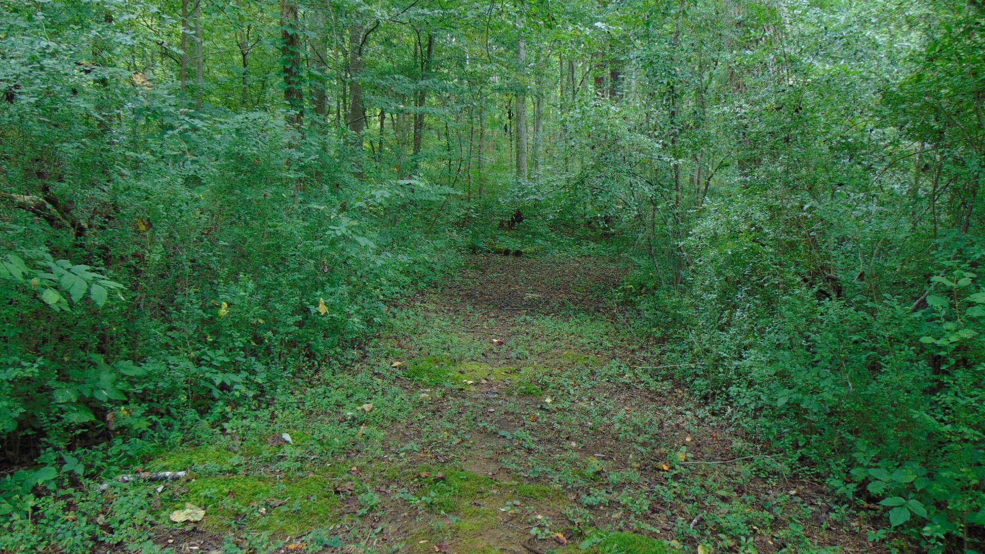 1356 Sim Goodwin Road McDonald, TN 37353 - Photo 29 of 36 023