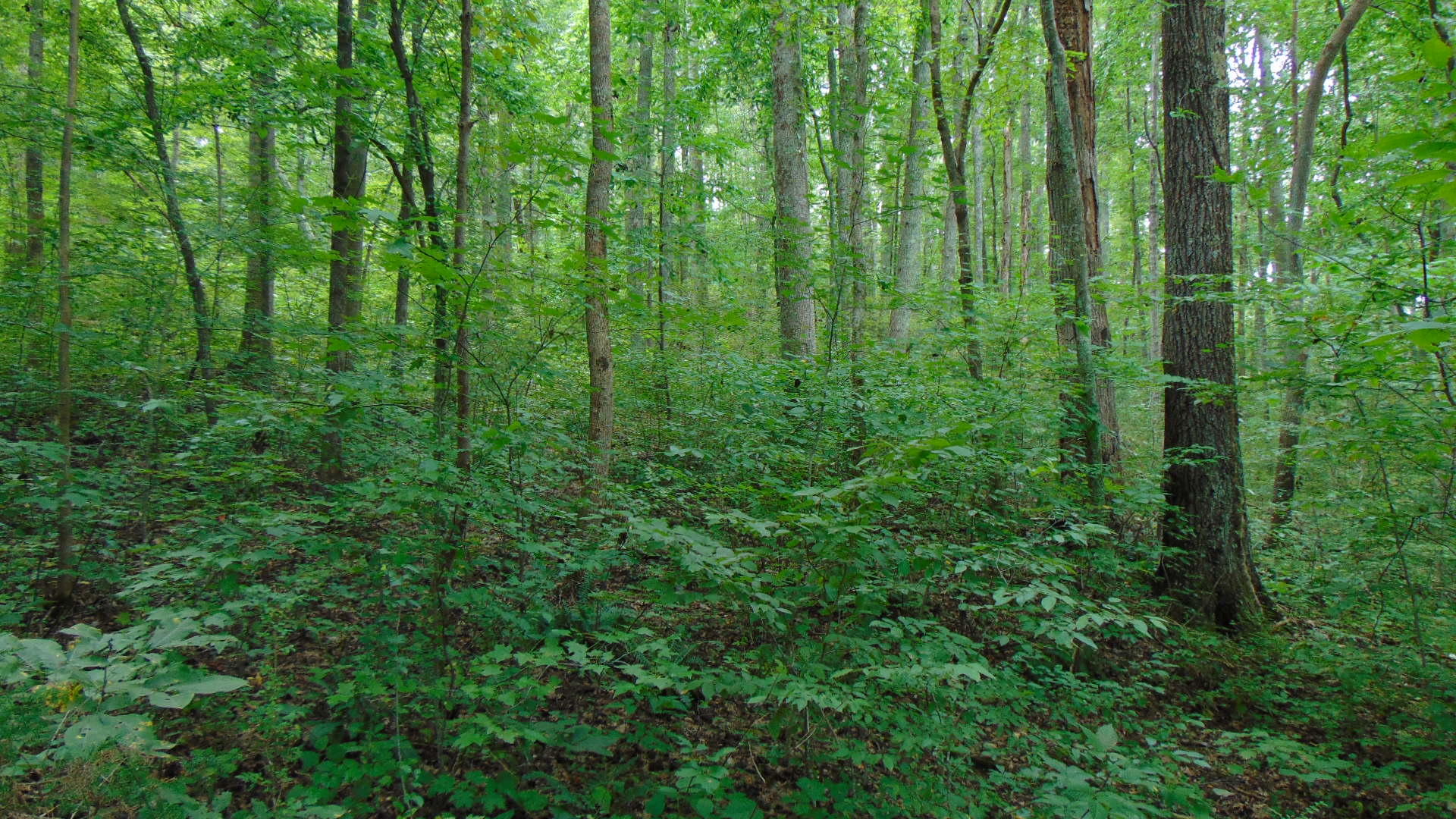 1356 Sim Goodwin Road McDonald, TN 37353 - Photo 30 of 36 022