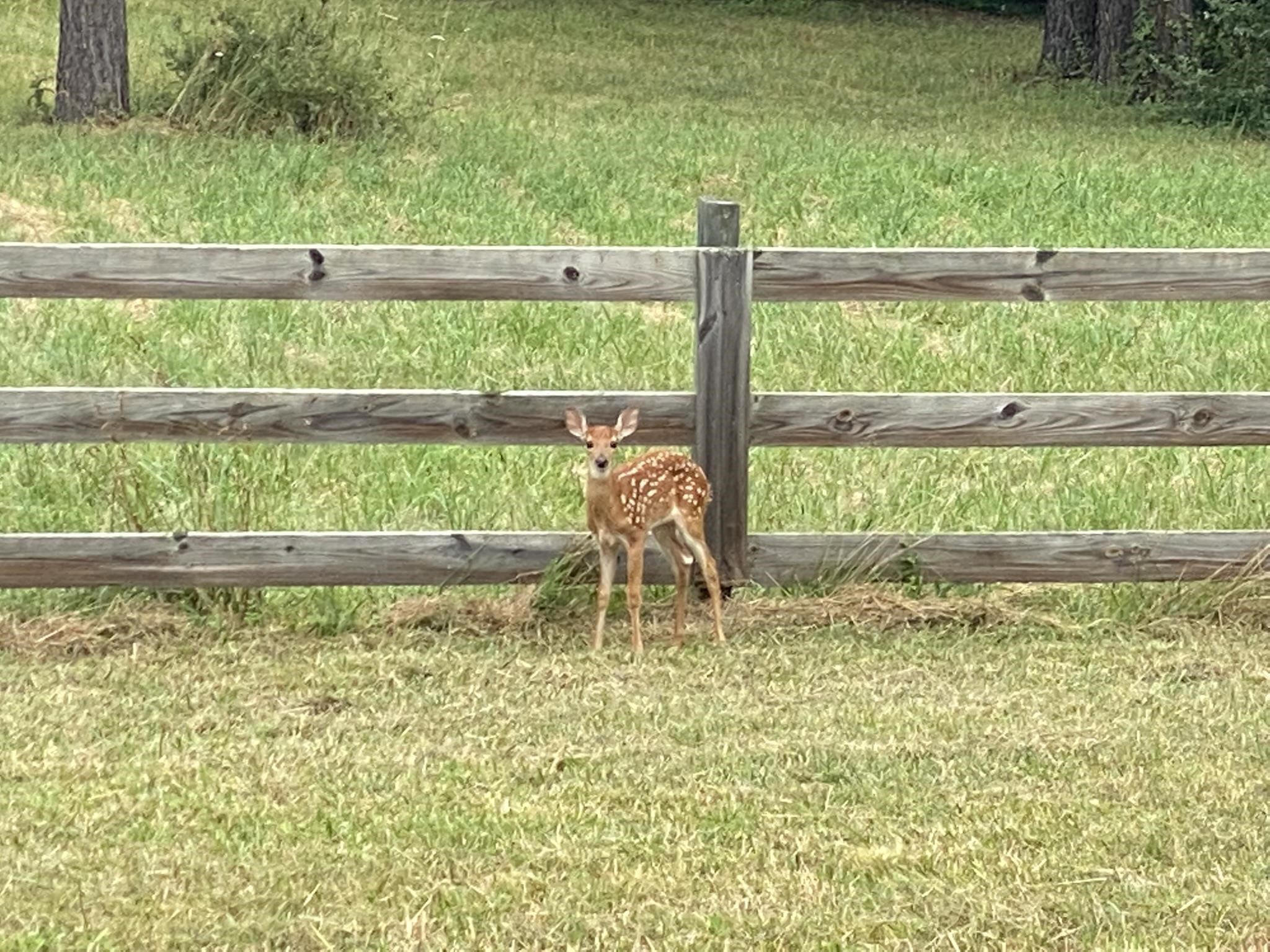 611 Stover Shop Road Churchville, VA 24421 - Photo 7 of 71