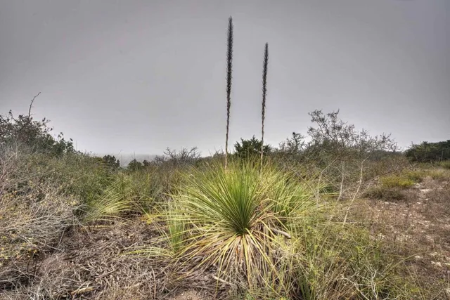 $67,437 | Tbd Leona Ranch Road, Brackettville, TX 78832