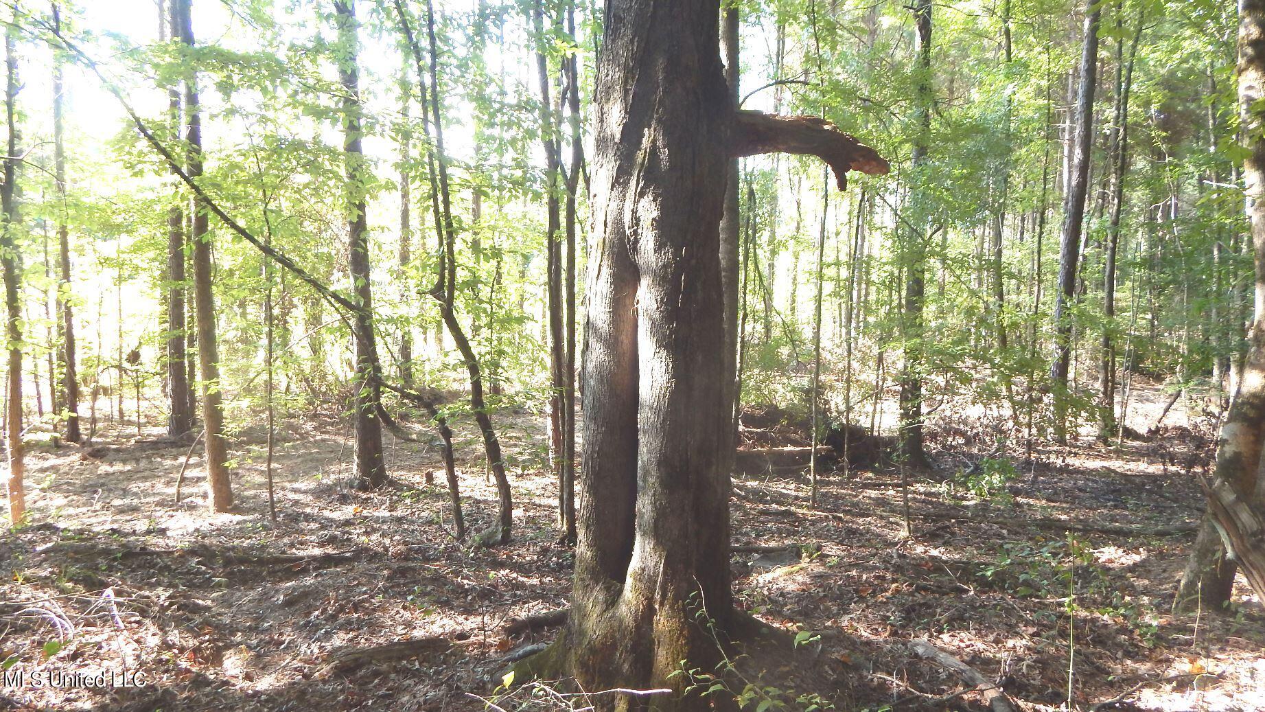 404 247th Road, Unit COUNTRY Bruce, MS 38915 - Photo 1 of 22 Land