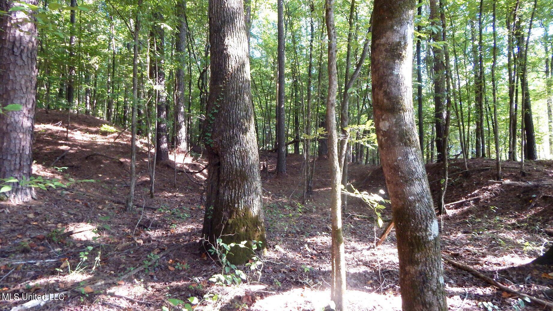 404 247th Road, Unit COUNTRY Bruce, MS 38915 - Photo 6 of 22 DSCN5593