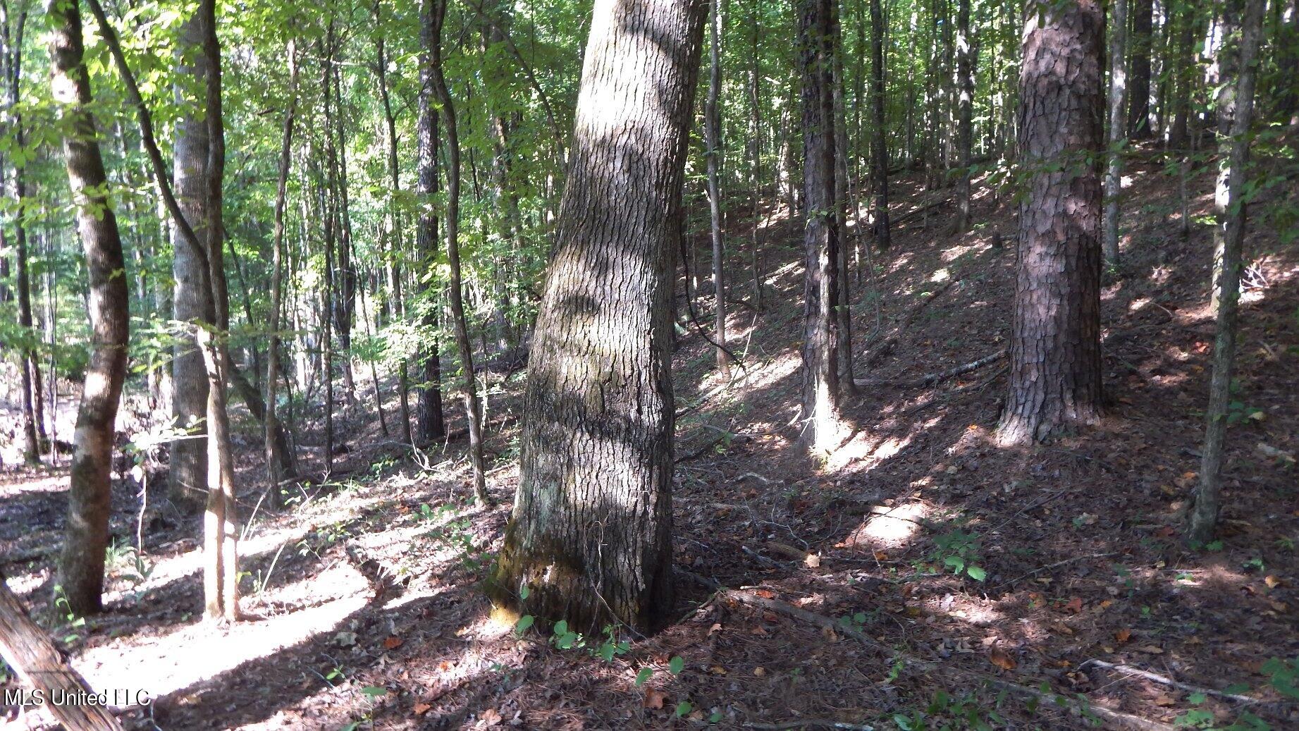 404 247th Road, Unit COUNTRY Bruce, MS 38915 - Photo 9 of 22 DSCN5597