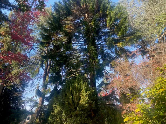 $11,000,000 | 269 Selby Lane, Atherton, CA 94027