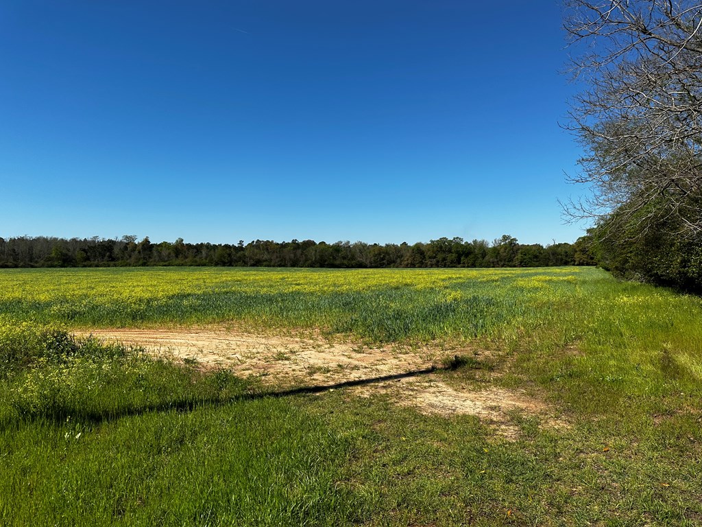 31.5-acres Ramer Loop Cottonwood, AL 36320 - Photo 13 of 13