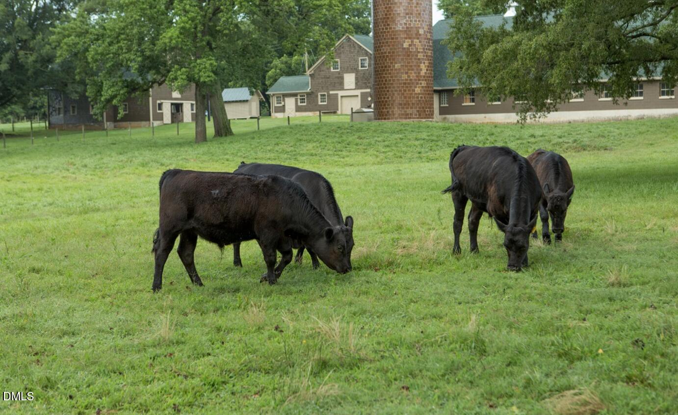 2545 Bittersweet Drive Durham, NC 27705 - Photo 85 of 91 croasdaile-cows
