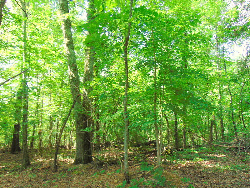 West Ridgecrest Drive Kingston, TN 37763 - Photo 3 of 3 DSC03481