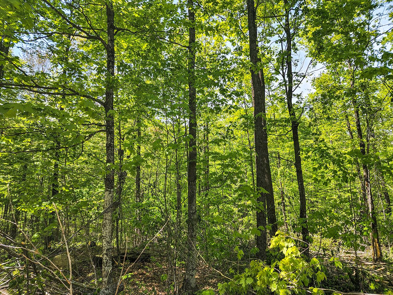 120 Tower Road Rib Lake, WI 54470 - Photo 12 of 16 Gallery Image 12