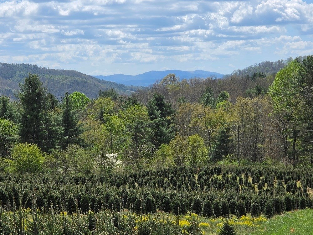 Tbd Rabbit Fork Road Troutdale, VA 24378 - Photo 2 of 10 Gallery Image 2