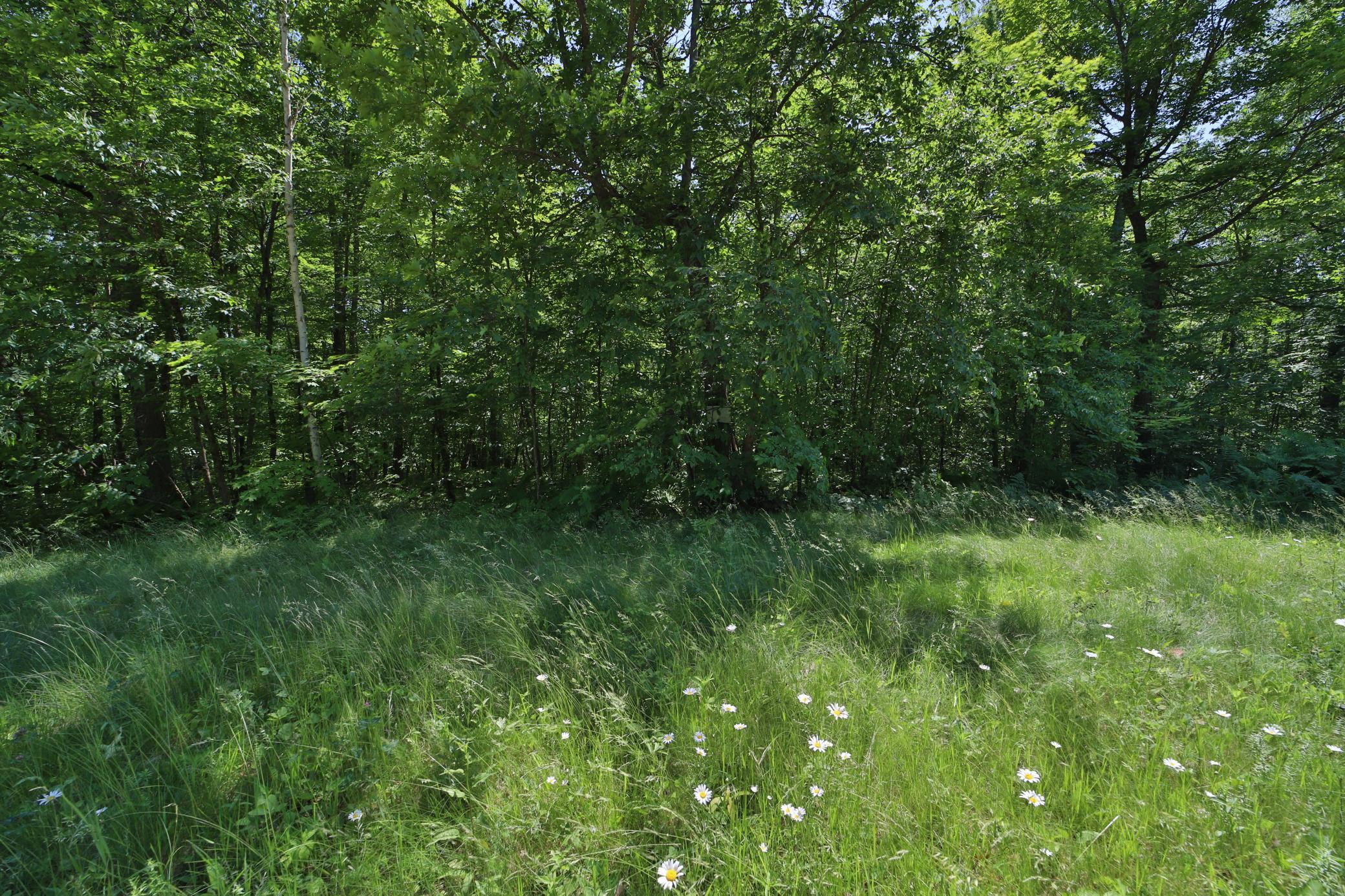 Tract D Olander Road Crosby, MN 56441 - Photo 5 of 11