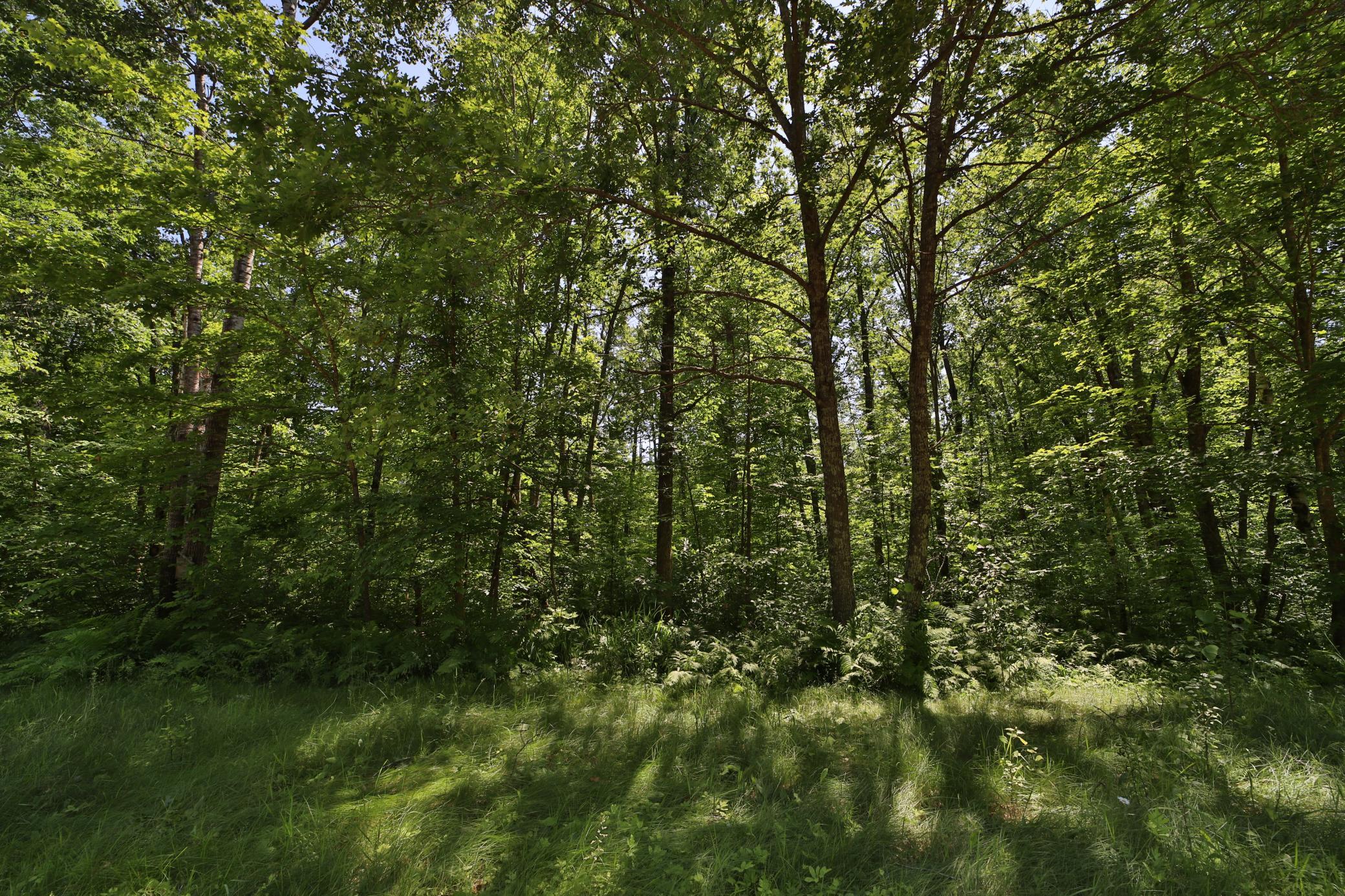 Tract D Olander Road Crosby, MN 56441 - Photo 8 of 11