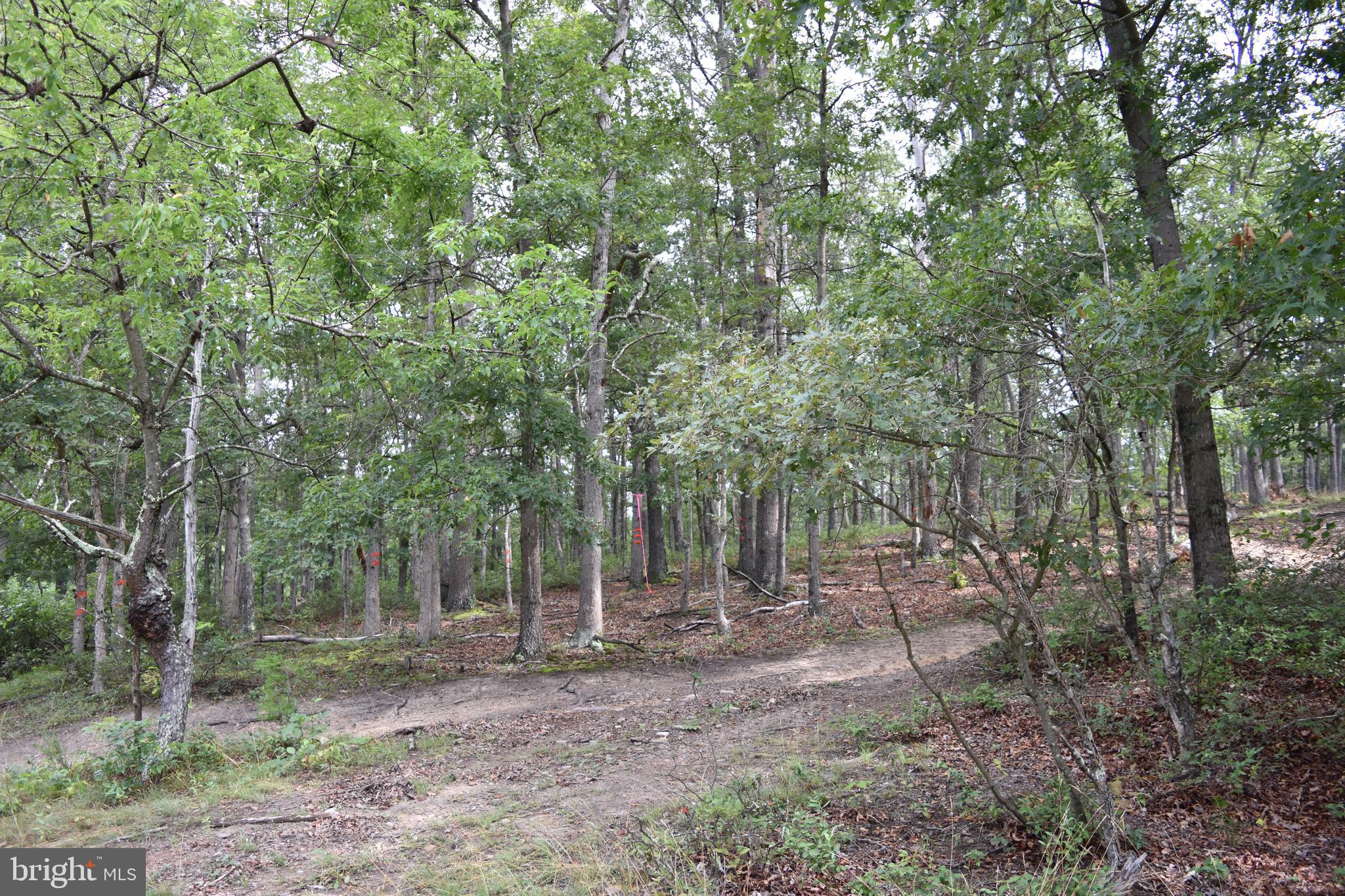 Magnolia Road Great Cacapon, WV 25422 - Photo 21 of 31