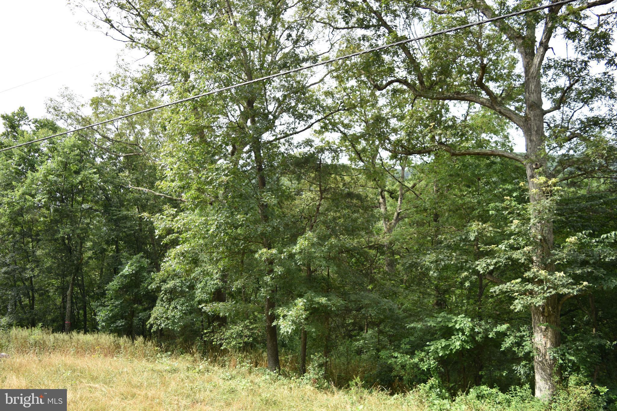 Magnolia Road Great Cacapon, WV 25422 - Photo 22 of 31